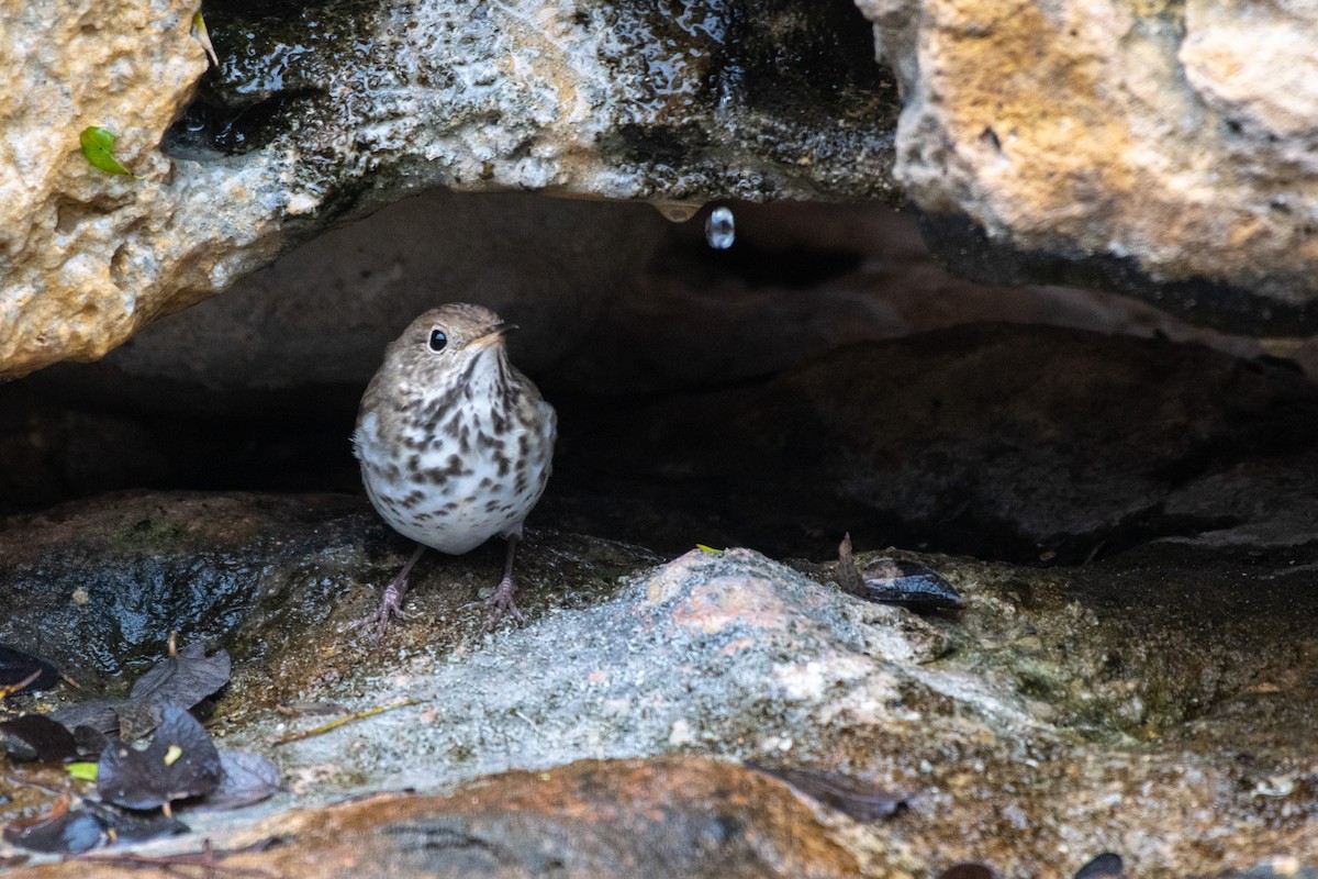 Hermit Thrush - ML640558764