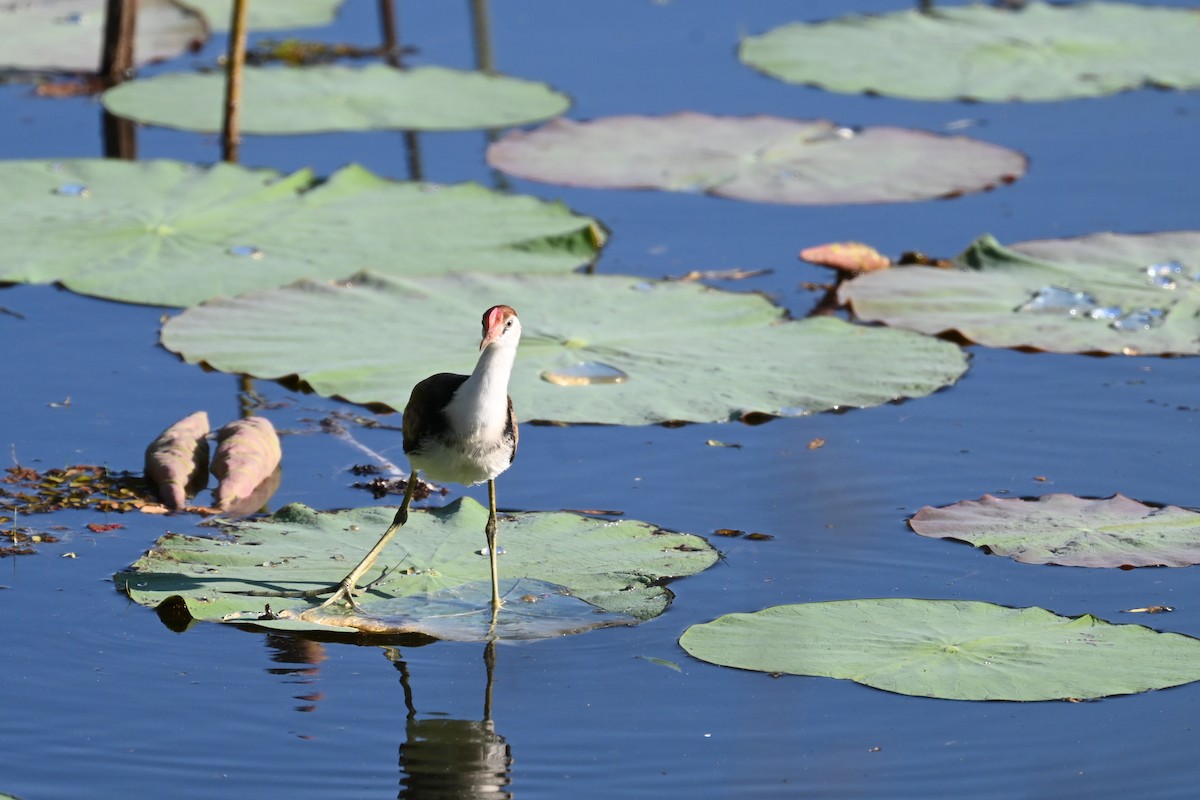 Comb-crested Jacana - ML640558840