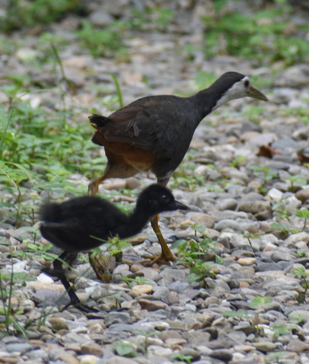 White-breasted Waterhen - ML640558901