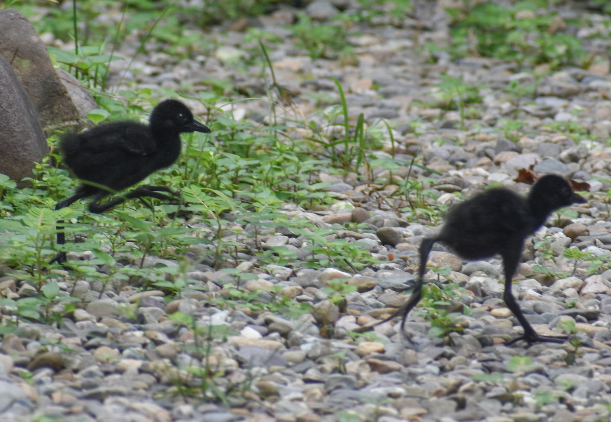 White-breasted Waterhen - ML640558902