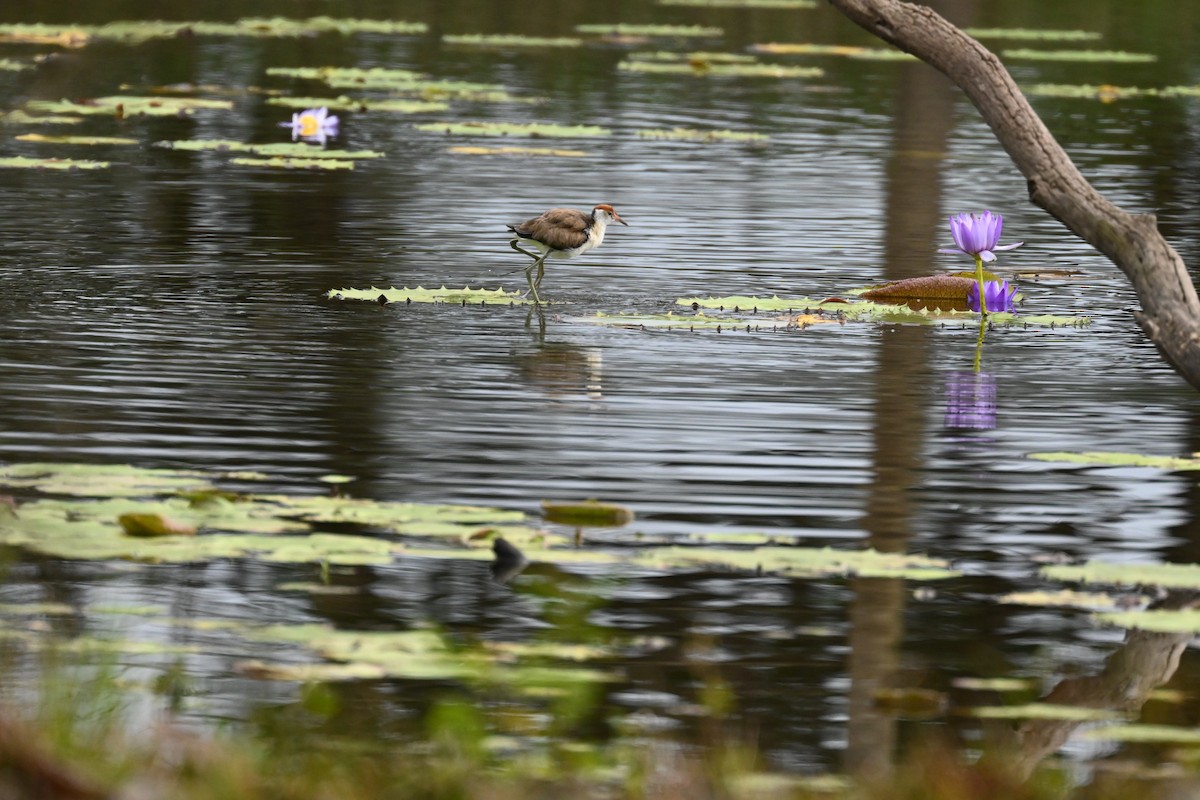 Comb-crested Jacana - ML640558964