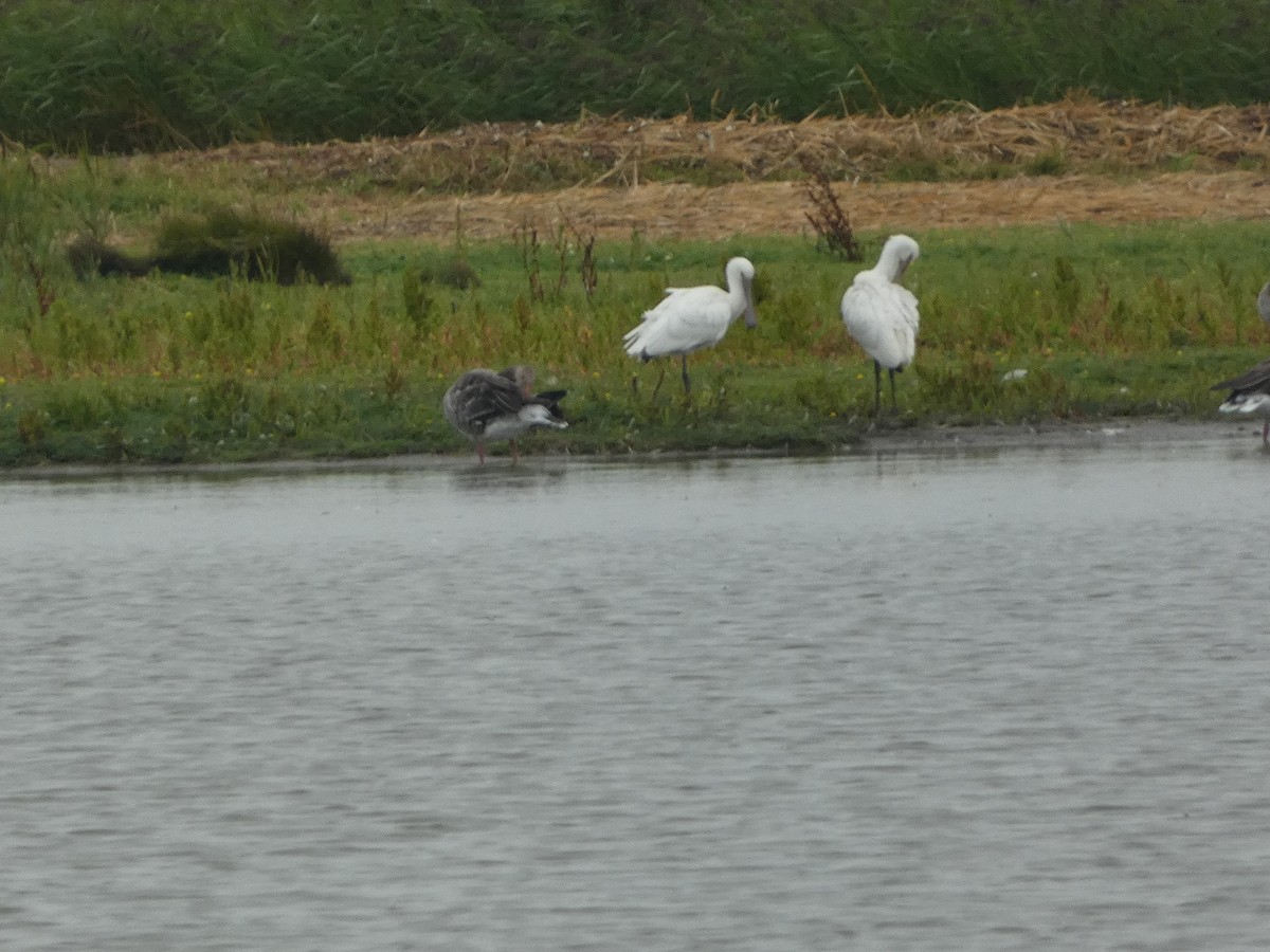 Eurasian Spoonbill - ML640559044