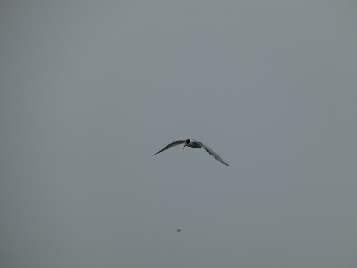 Эгэл хараалай - ML640559045