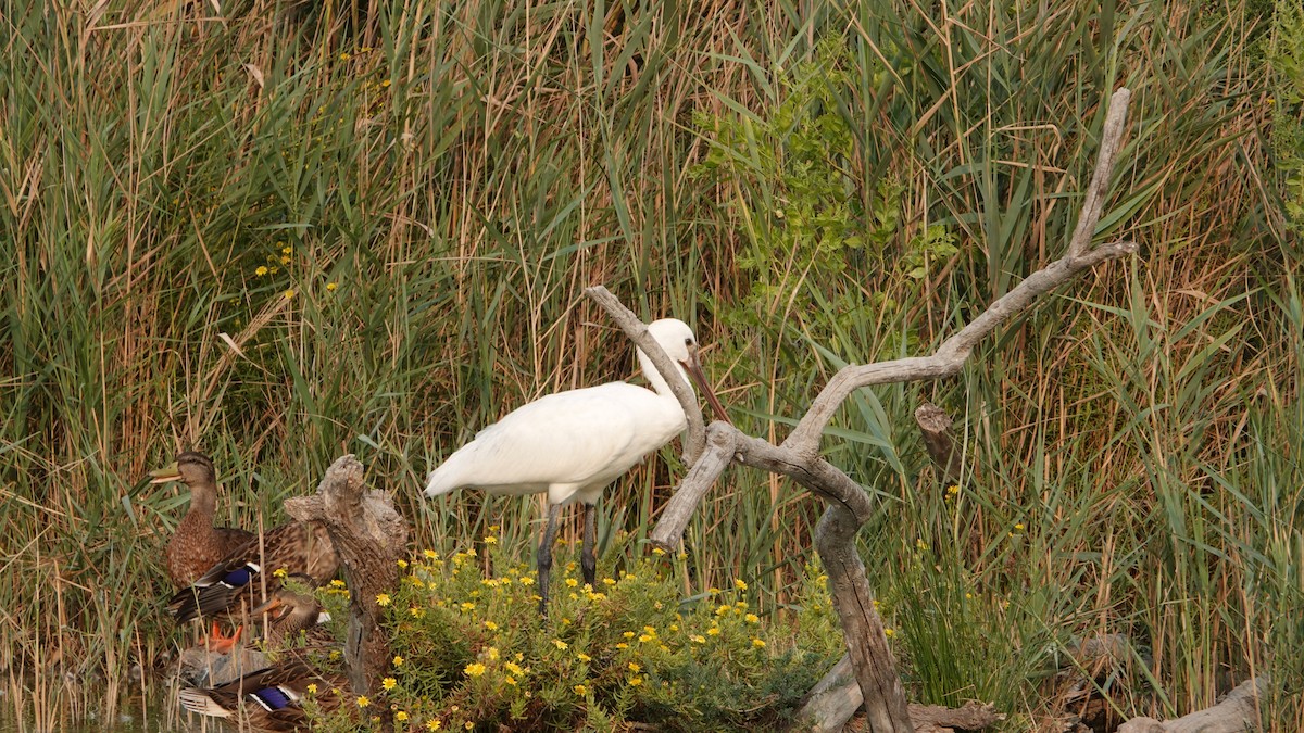 Eurasian Spoonbill - ML640559141