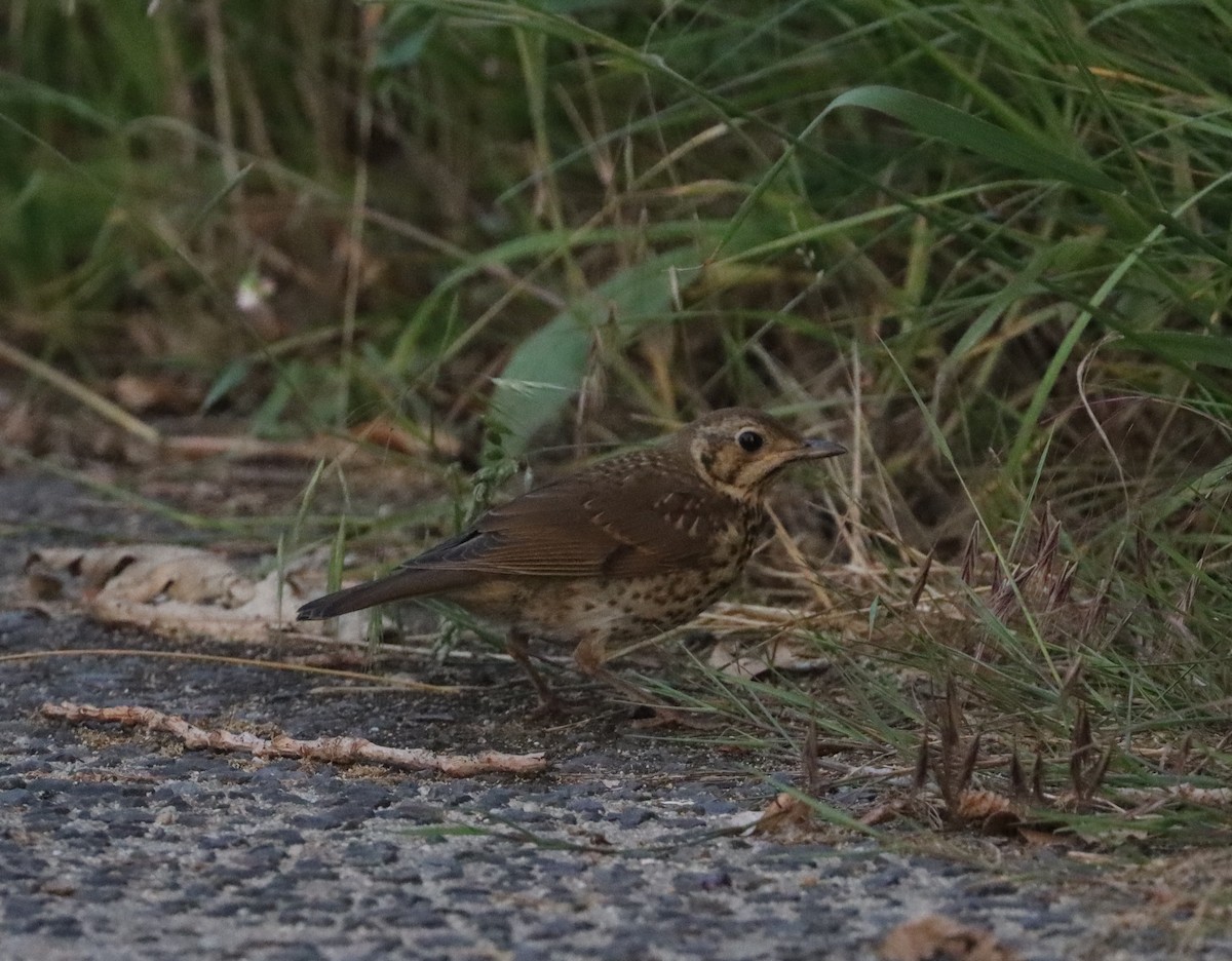 Song Thrush - ML640559237