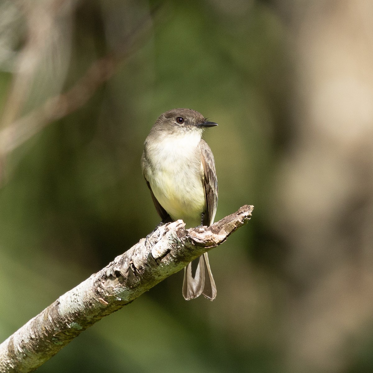 Eastern Phoebe - ML640559275