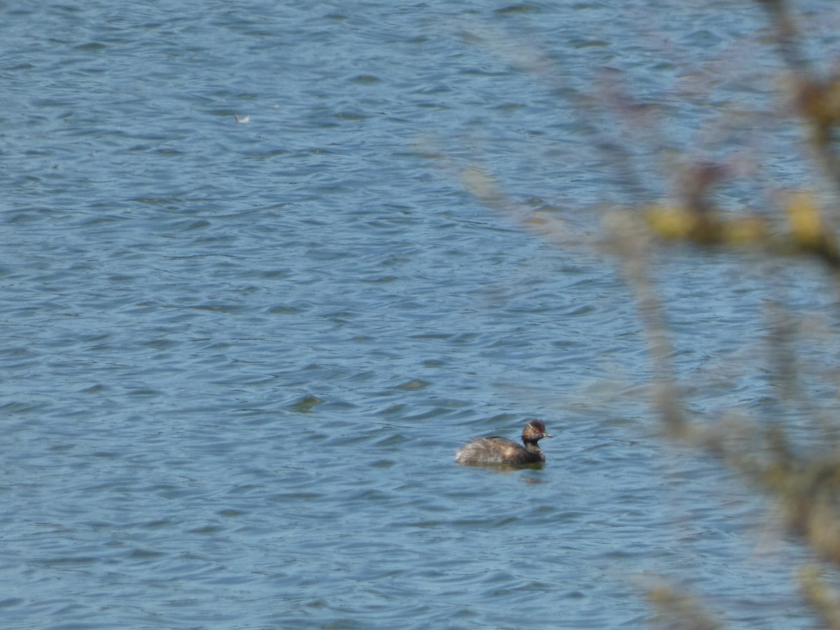 Eared Grebe - ML640559303