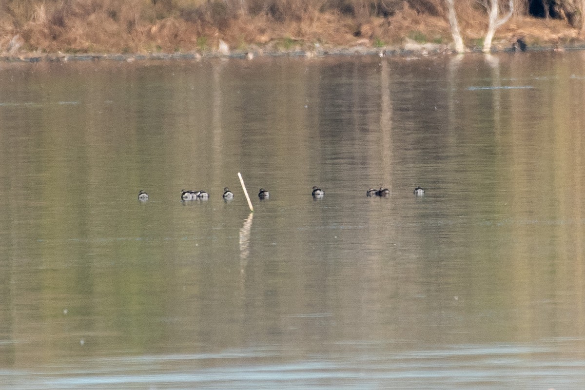 Pied-billed Grebe - ML640559321