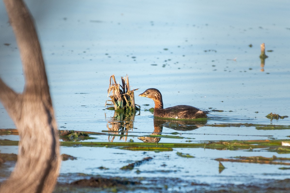 Pied-billed Grebe - ML640559322