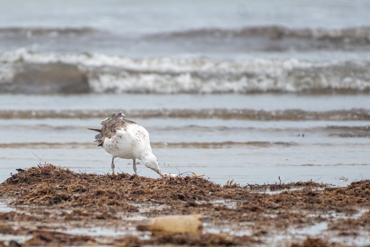 Kelp Gull - ML640559439