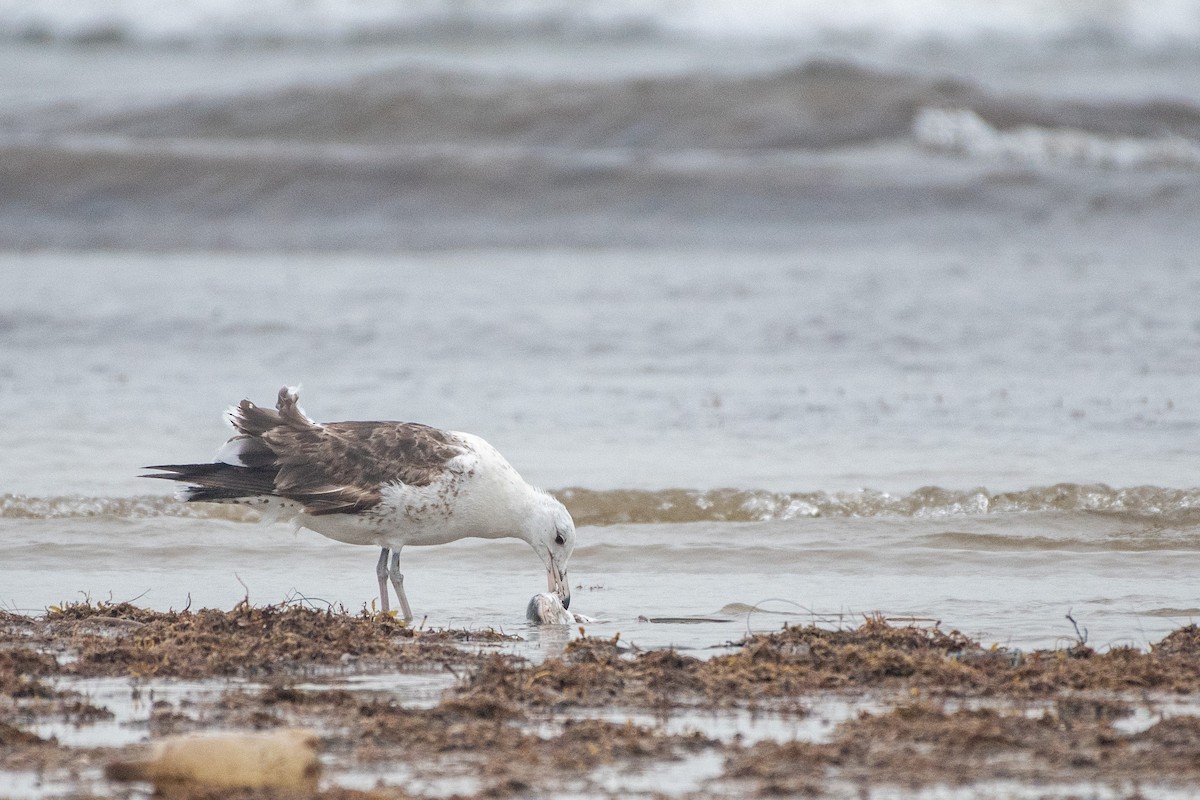 Kelp Gull - ML640559441