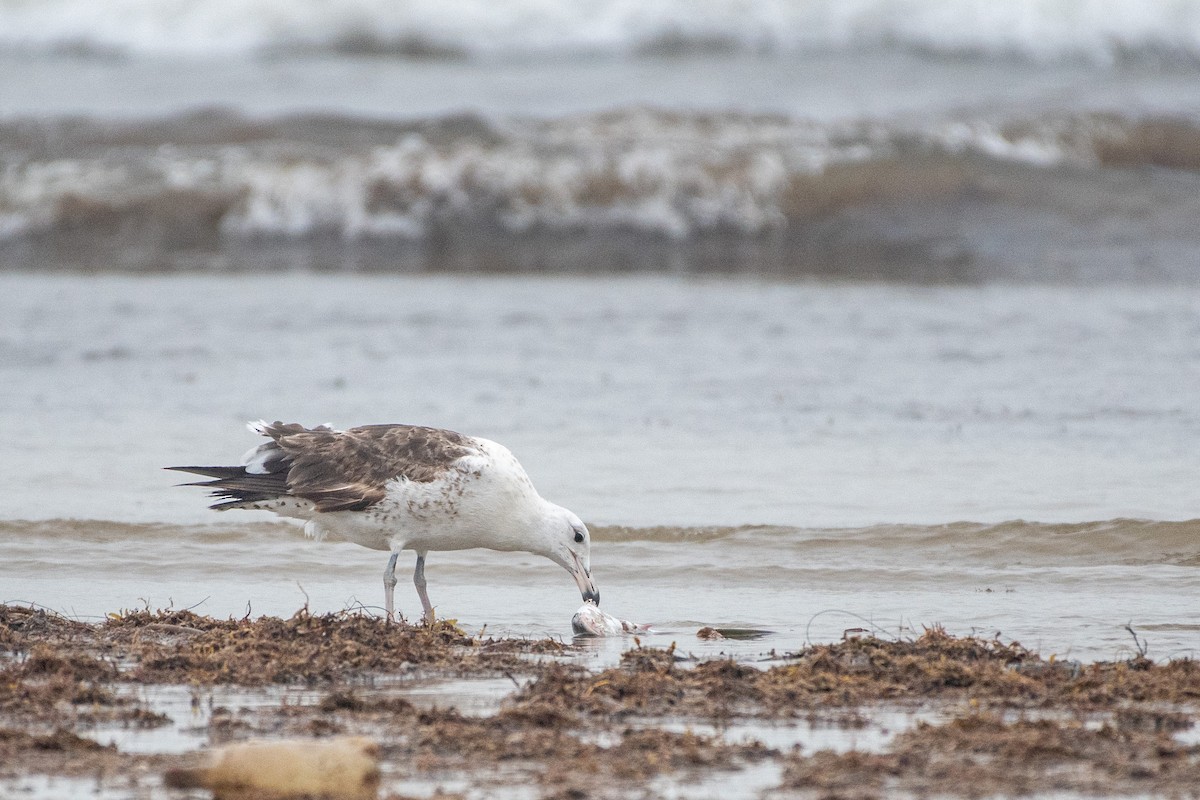Kelp Gull - ML640559442