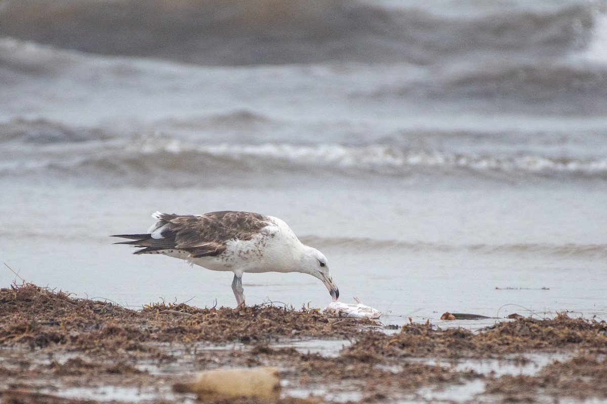 Kelp Gull - ML640559443