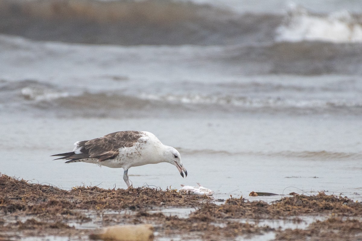 Kelp Gull - ML640559444