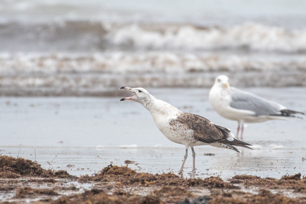 Kelp Gull - ML640559445