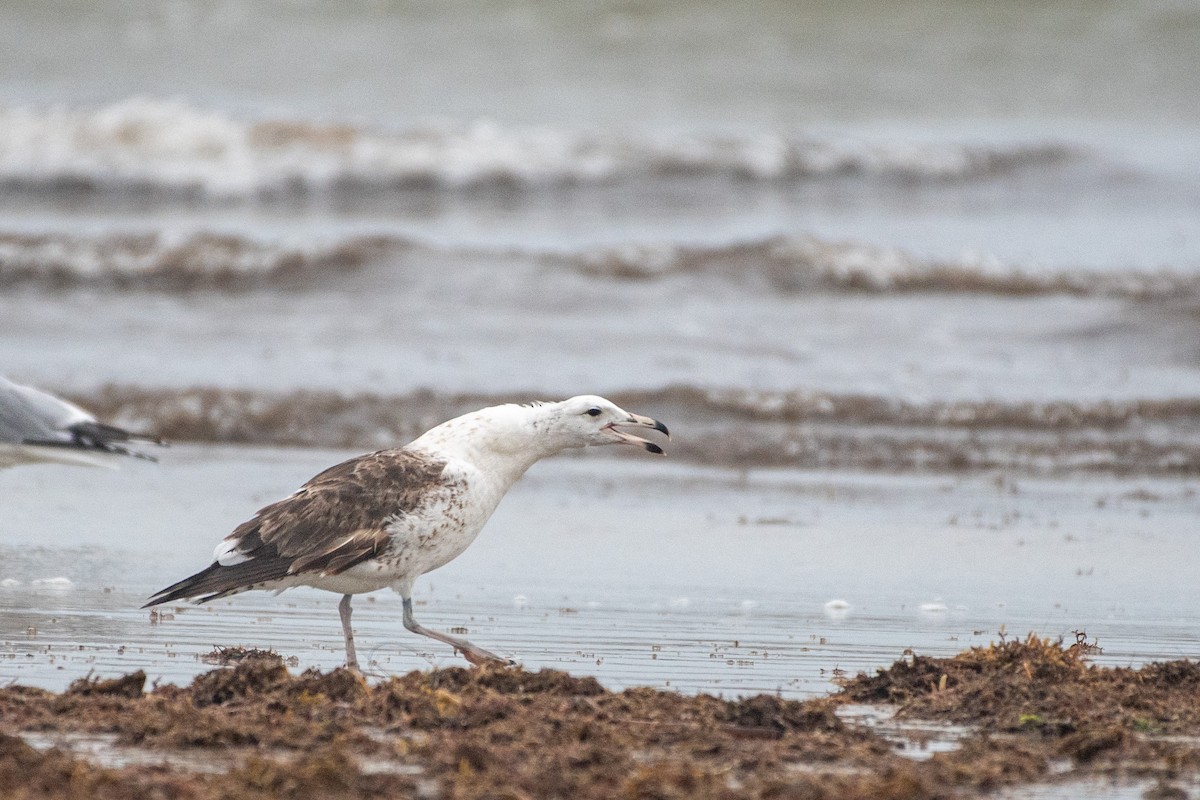 Kelp Gull - ML640559447