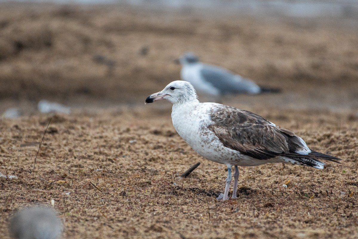 Kelp Gull - ML640559448