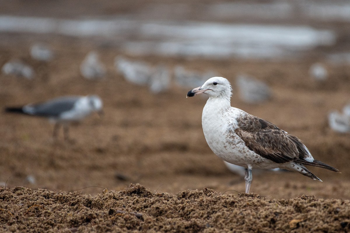 Kelp Gull - ML640559449