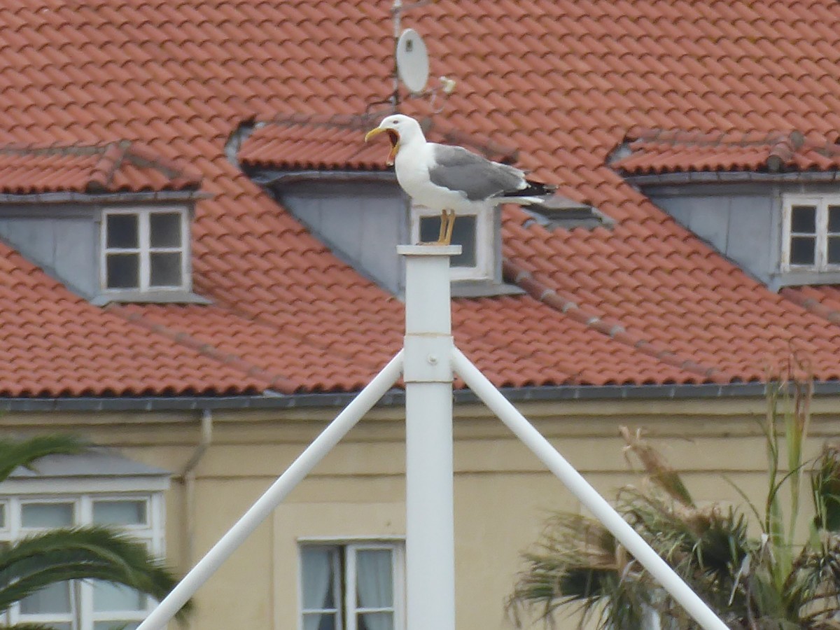Yellow-legged Gull - ML640559475