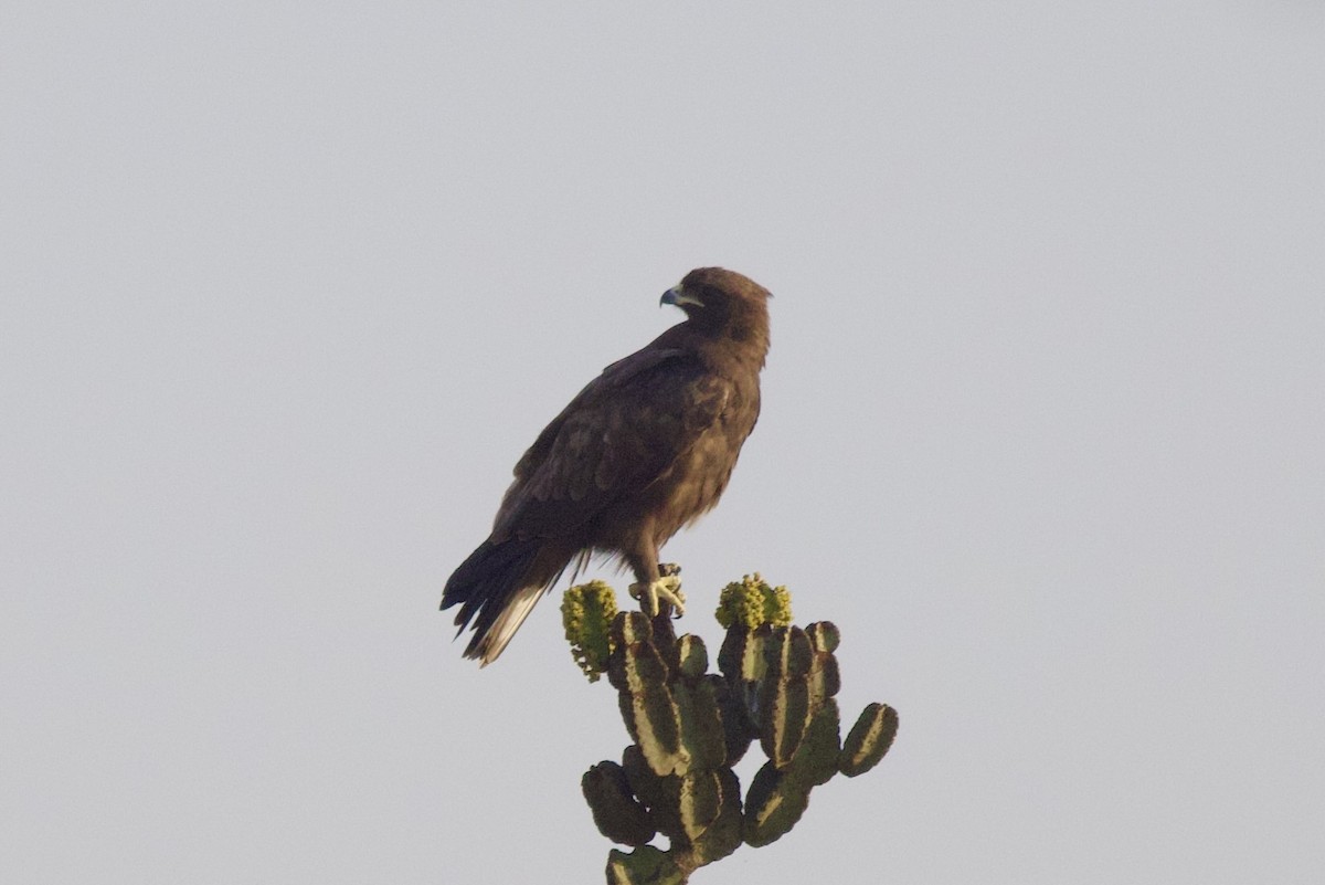Wahlberg's Eagle - ML640559576