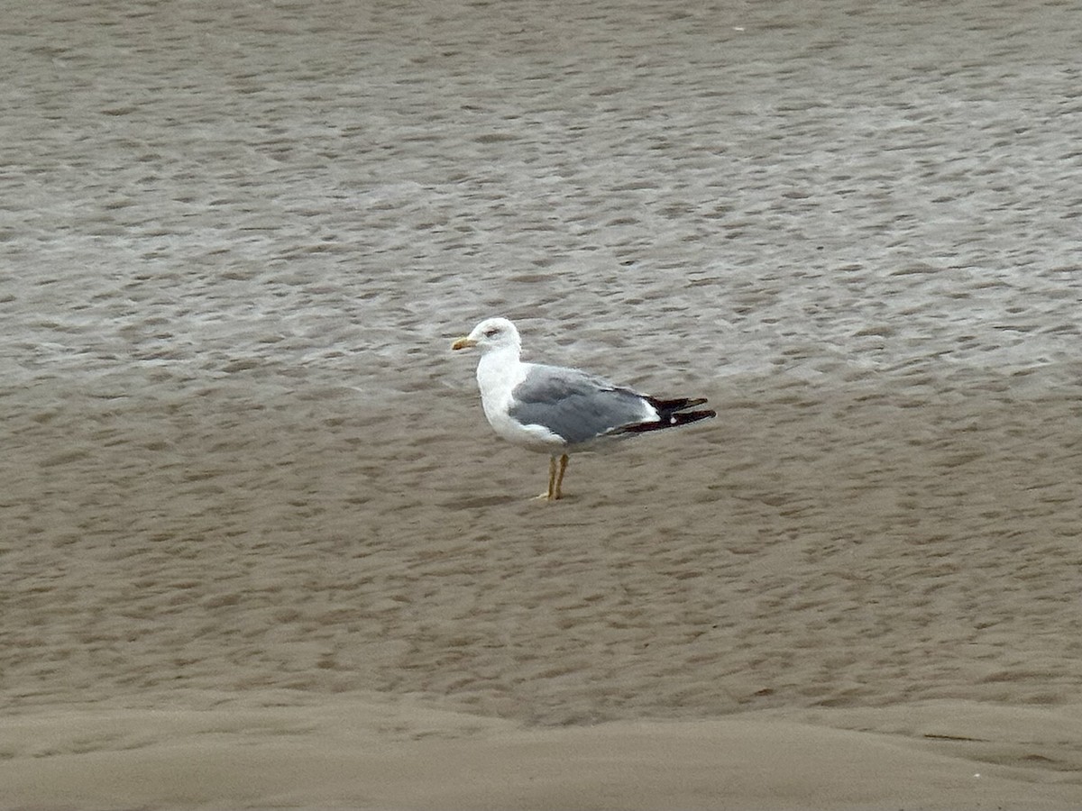 Yellow-legged Gull - ML640559577