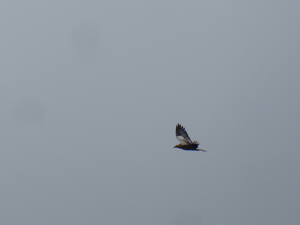 Egyptian Vulture - ML640559578
