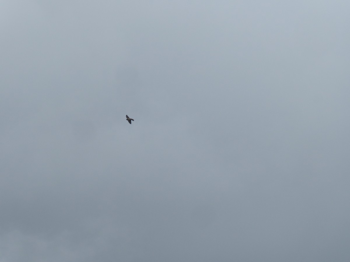 Eurasian Crag-Martin - ML640559632