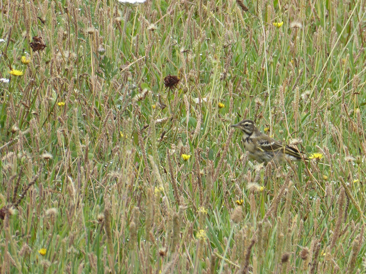 Western Yellow Wagtail - ML640559641