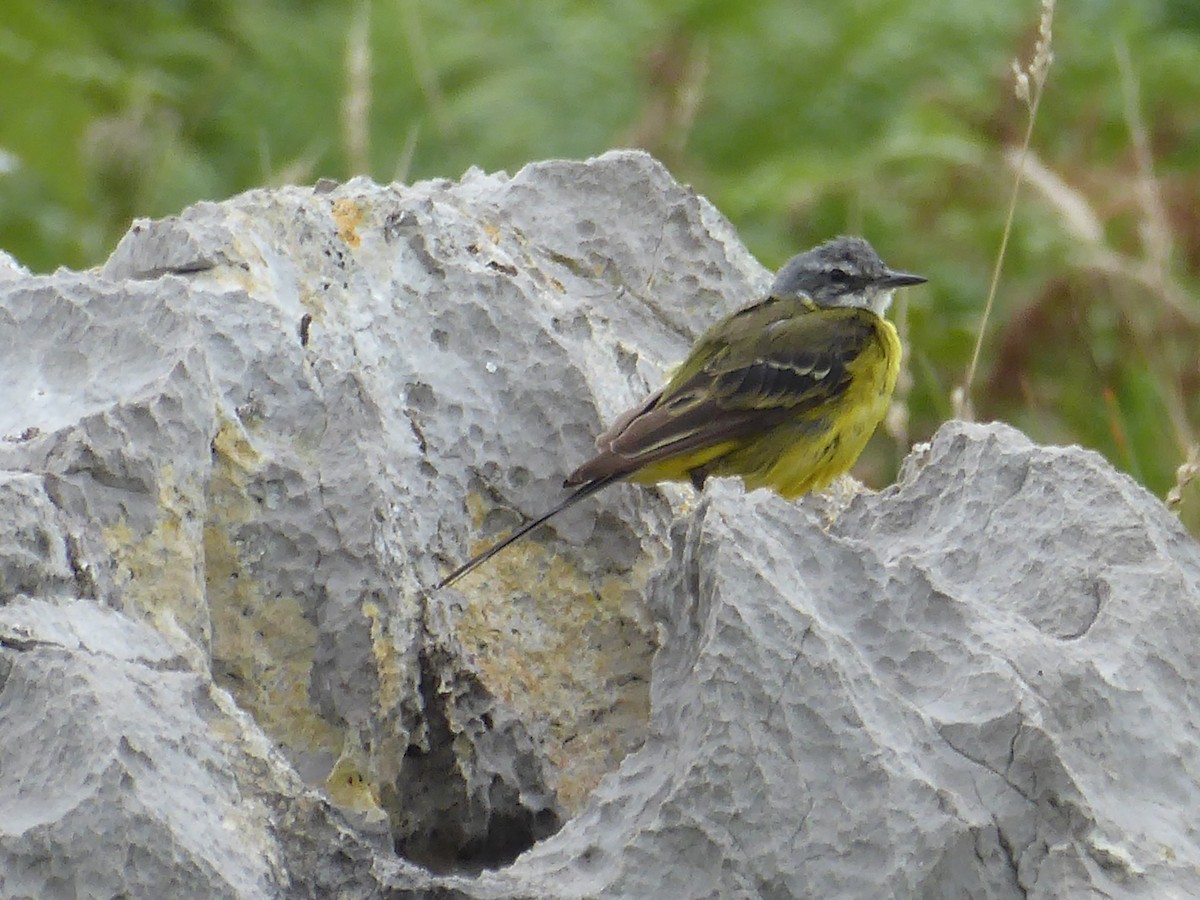 Western Yellow Wagtail - ML640559674