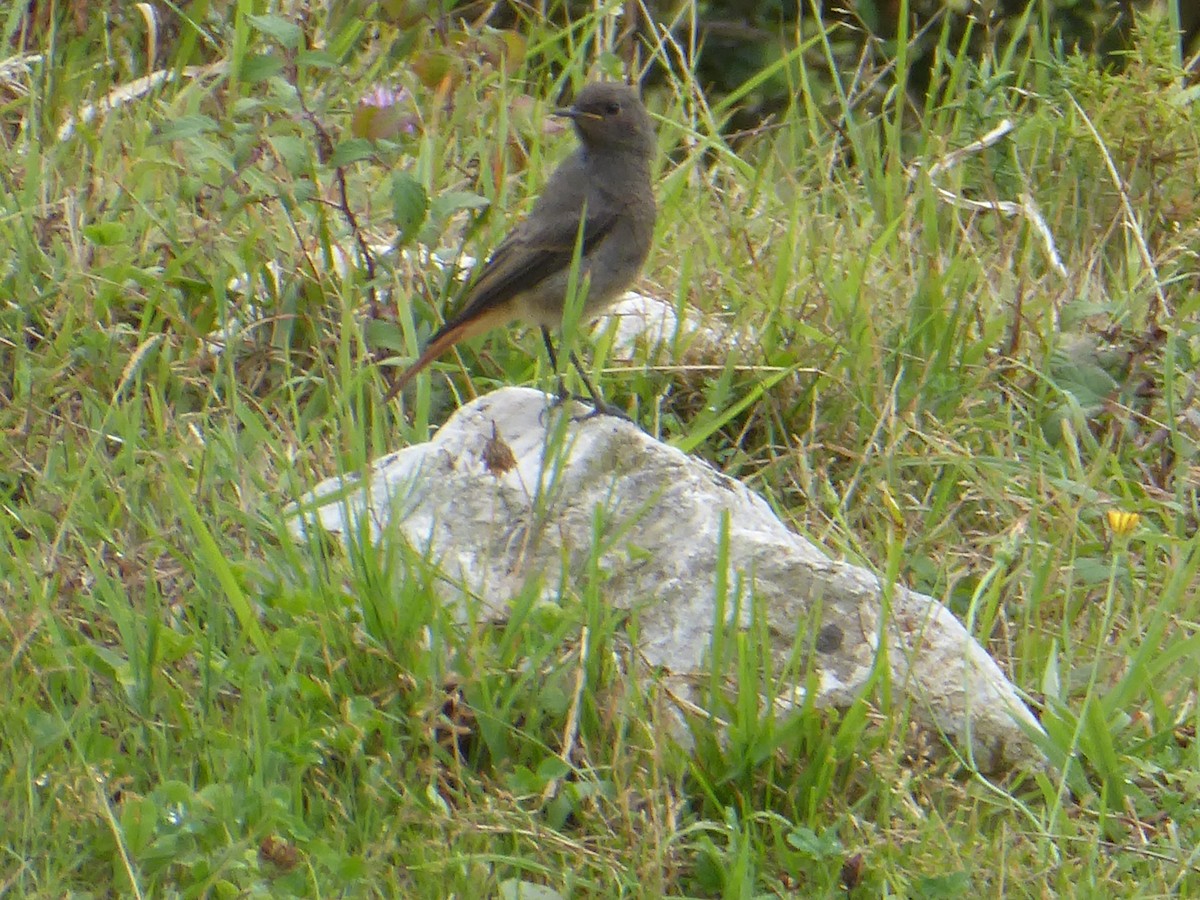 Black Redstart - ML640559683