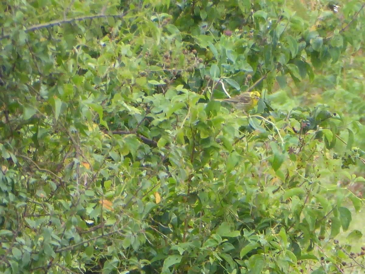 European Serin - ML640559687