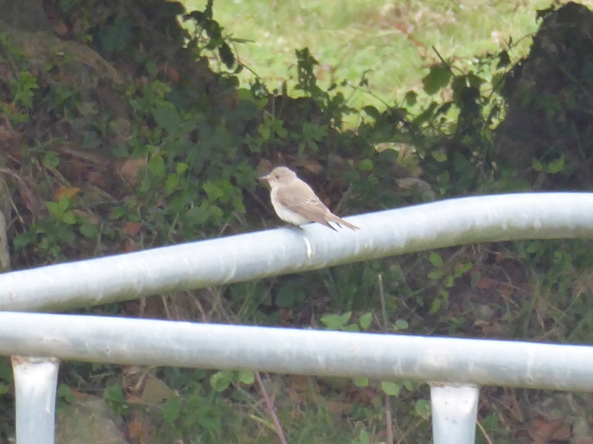 Spotted Flycatcher - ML640559695