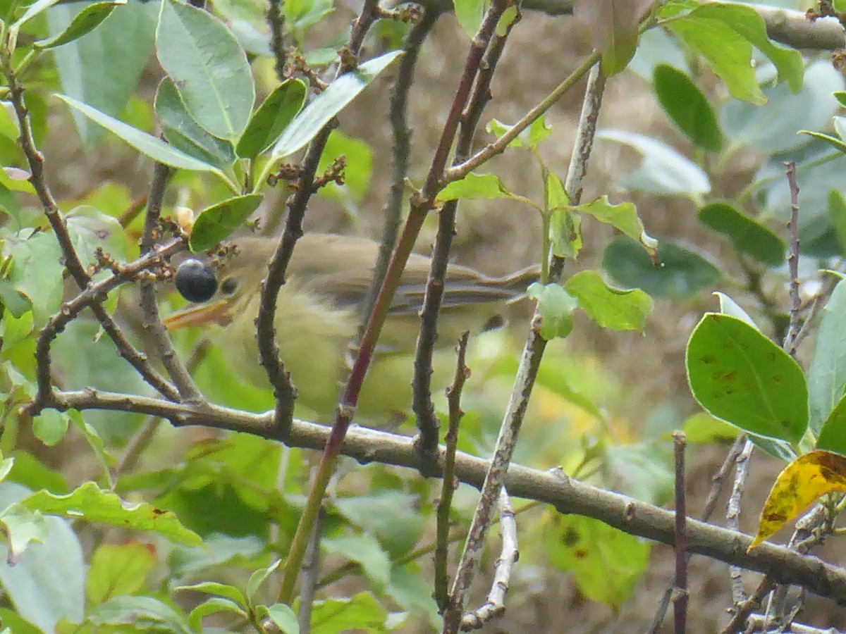 Melodious Warbler - ML640559720