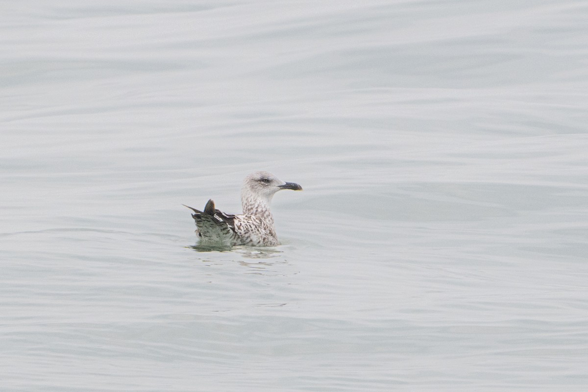 Yellow-legged Gull - ML640559780