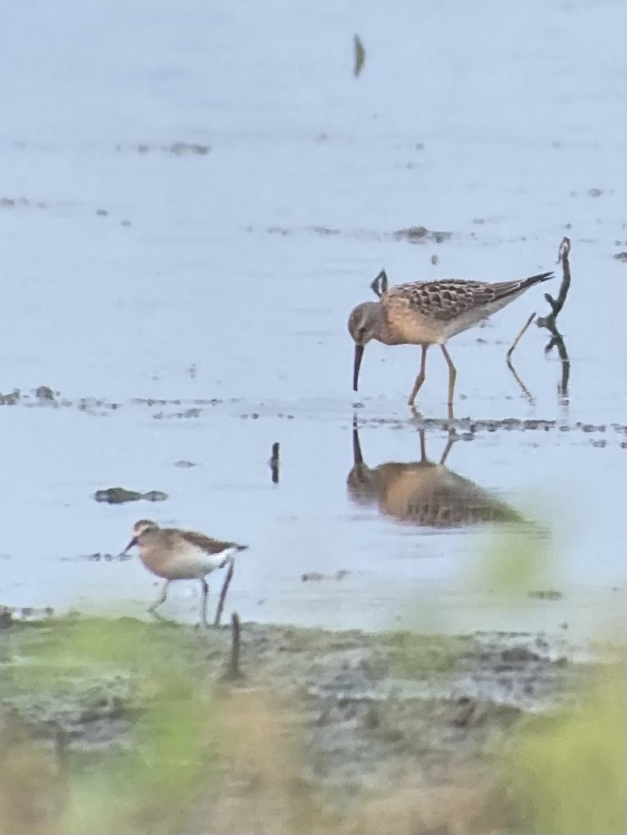 Stilt Sandpiper - ML640559966