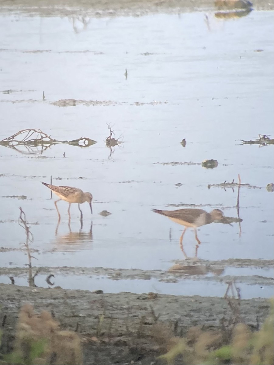 Stilt Sandpiper - ML640559967