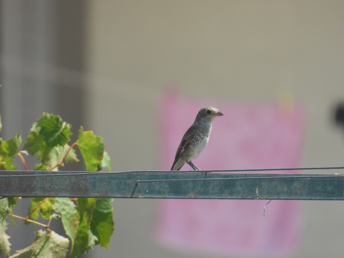 Woodchat Shrike - ML640559969