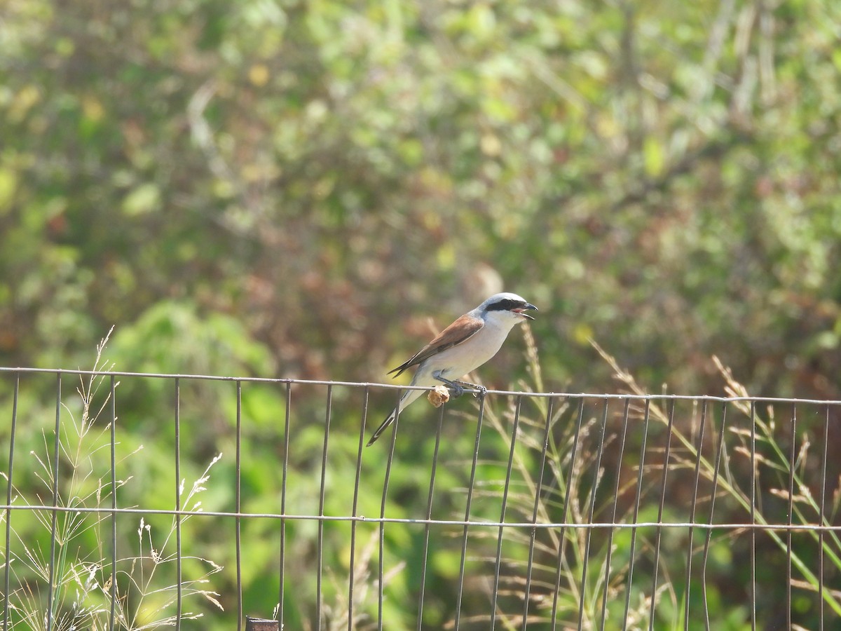 Red-backed Shrike - ML640559987