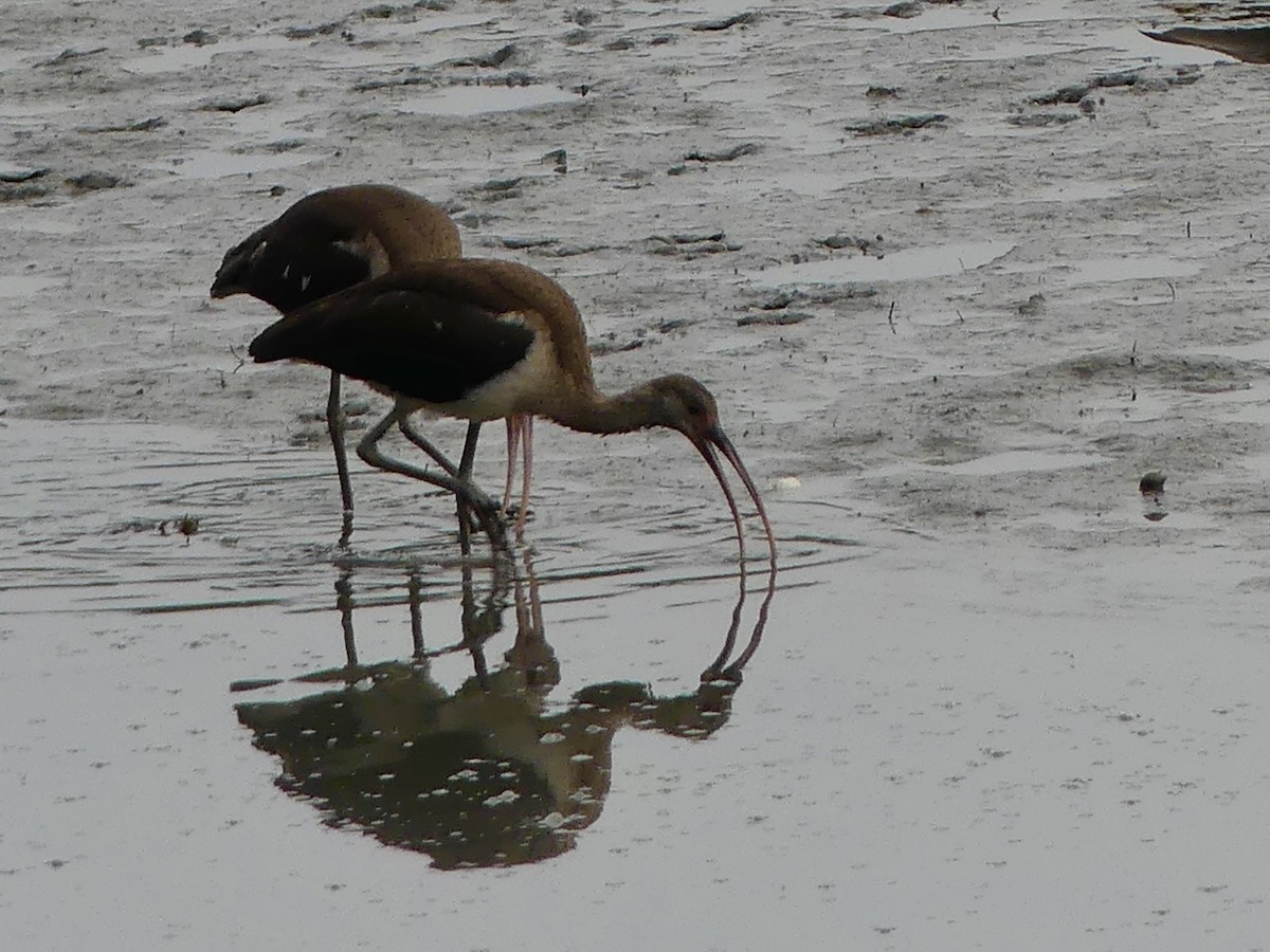 White Ibis - ML640559989