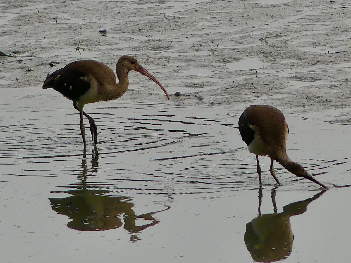 White Ibis - ML640559990