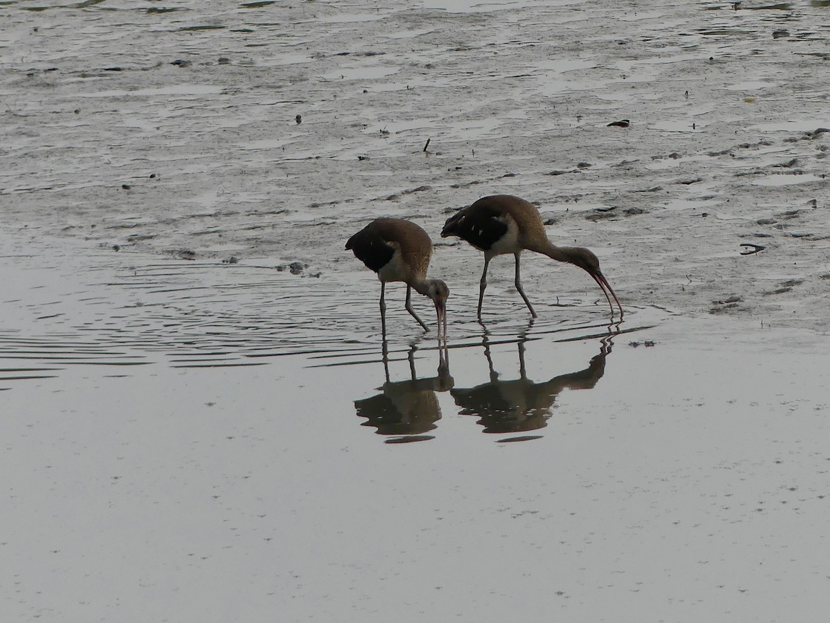 White Ibis - ML640559991