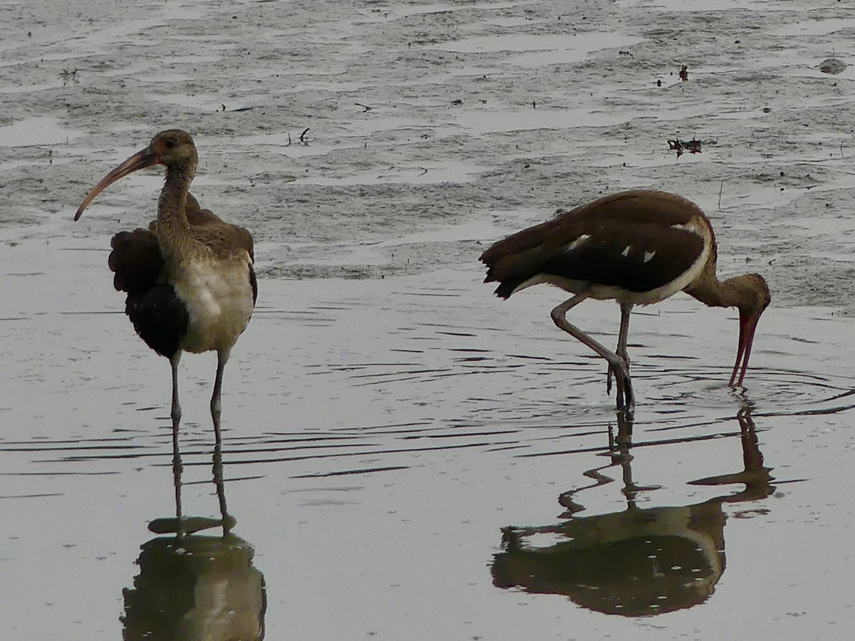 White Ibis - ML640559992