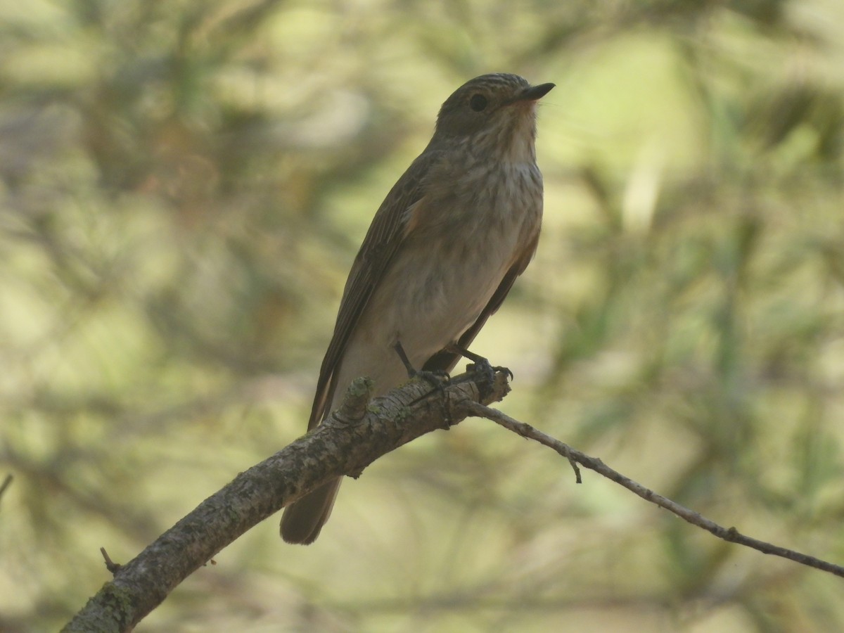 Spotted Flycatcher - ML640560005