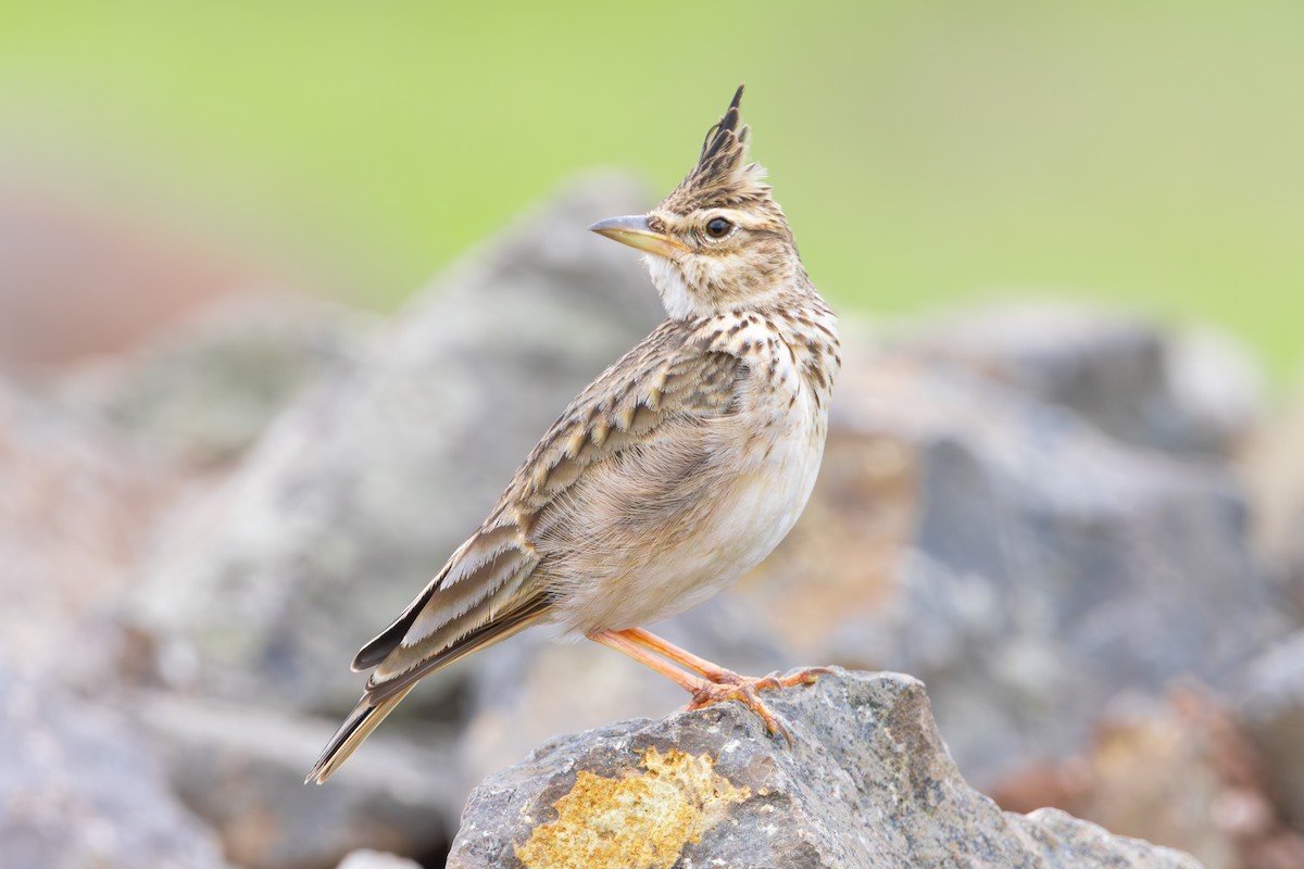 Malabar Lark - ML640560024