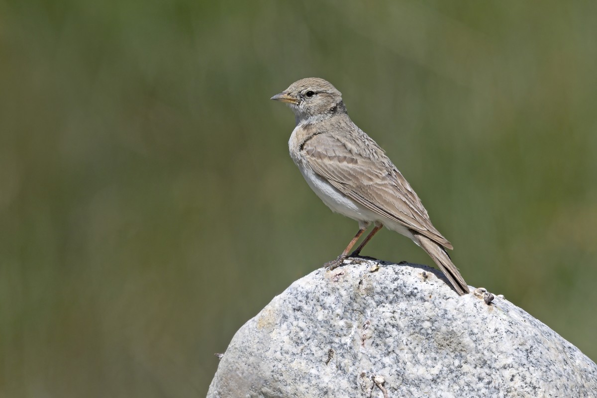 steppedverglerke - ML640560062