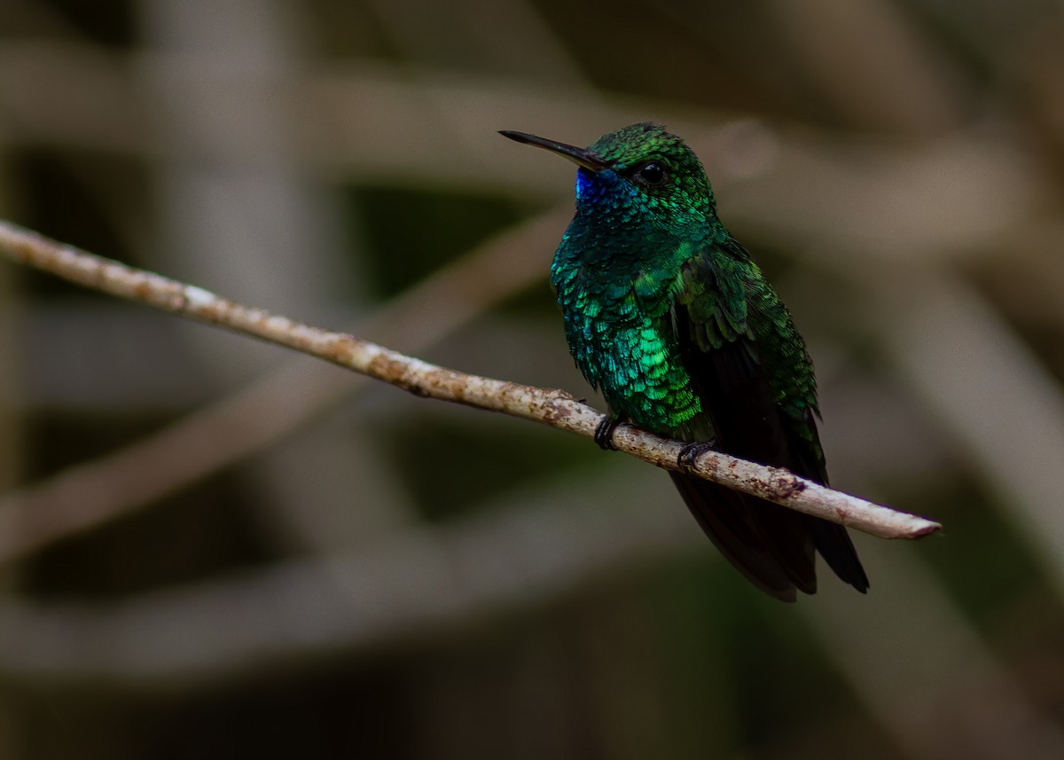 Blue-chinned Sapphire - ML640560066