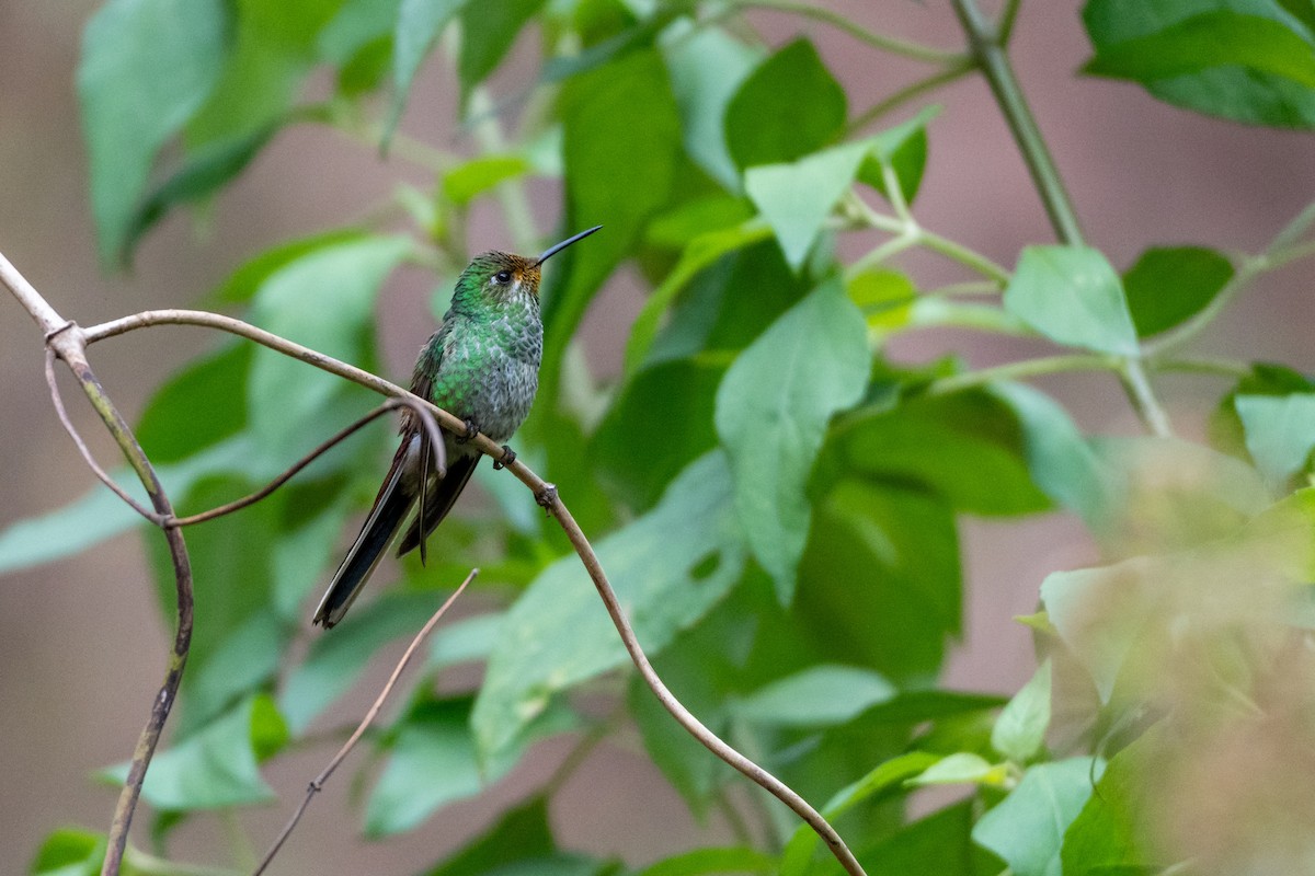 Red-tailed Comet - ML640560119