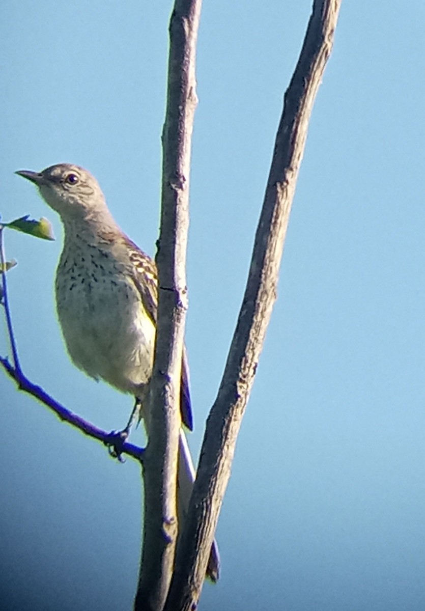 Northern Mockingbird - ML640560131