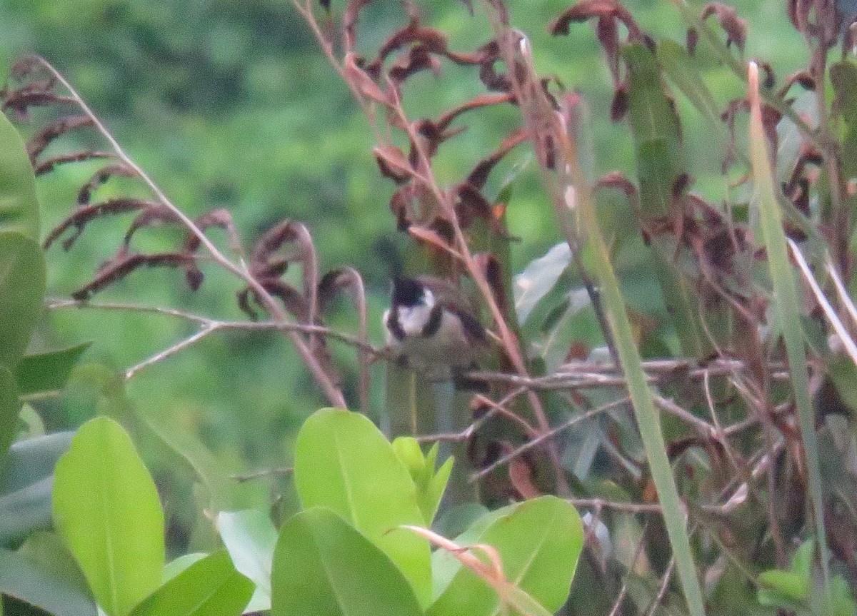 Red-whiskered Bulbul - ML640560191