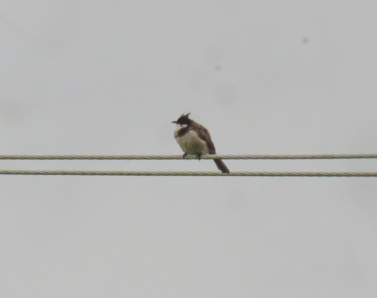 Red-whiskered Bulbul - ML640560192